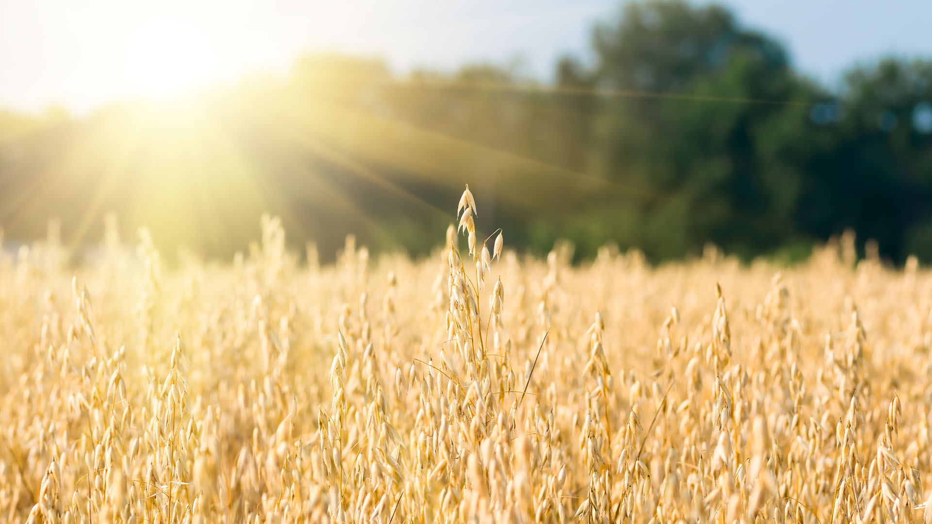 Oat Derived Extracts
