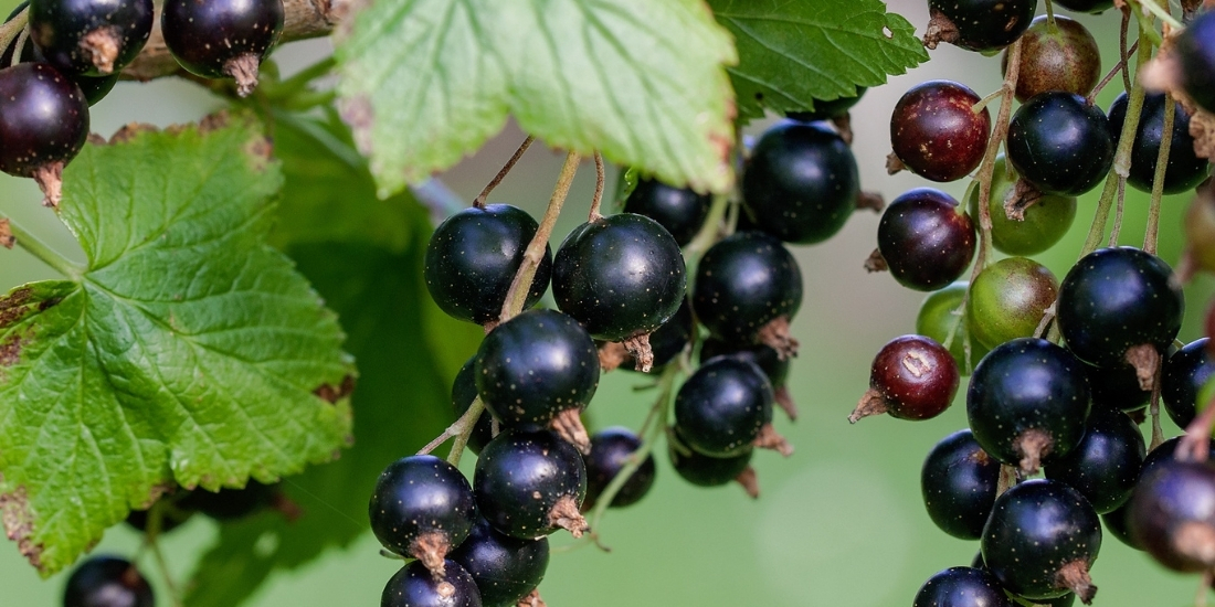 Black Currant Seed Oil 
