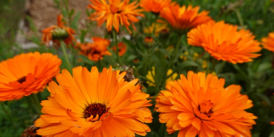 Calendula Flower Extract