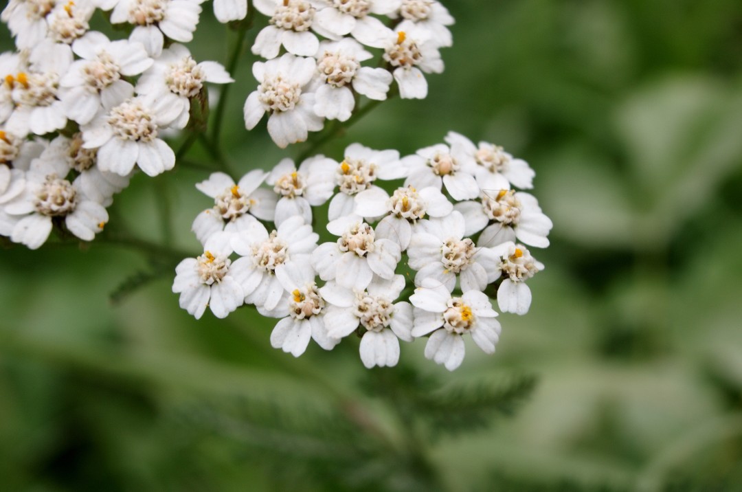 Edelweiss Edelweiss Extract