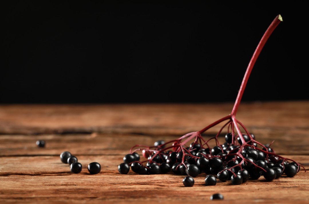 Elderberry Seed Oil Elderberry Extract