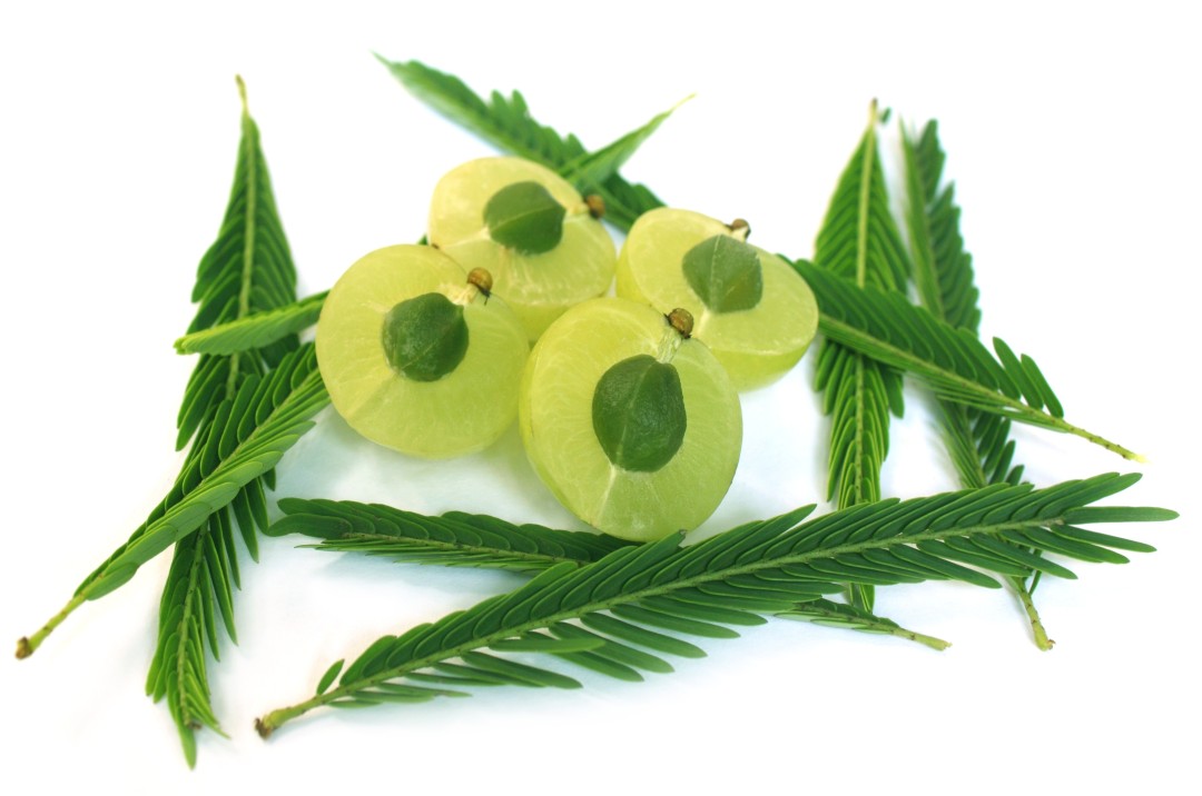 Emblica Fruit Extract Emblica Fruit Extract