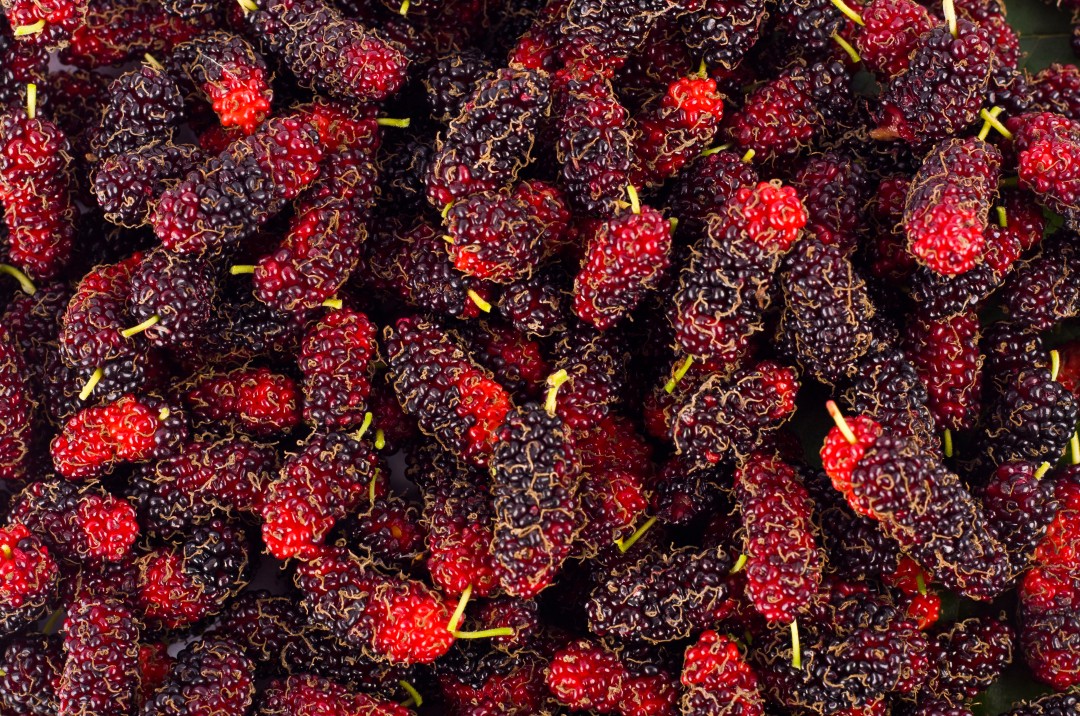 Mulberry Fruit Extract