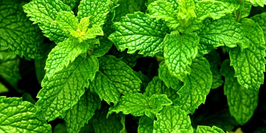 Peppermint Oil 