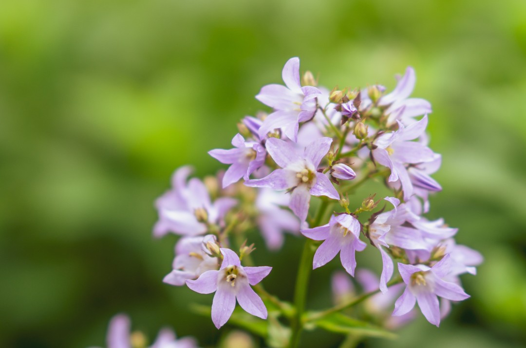 Soapwort Extract