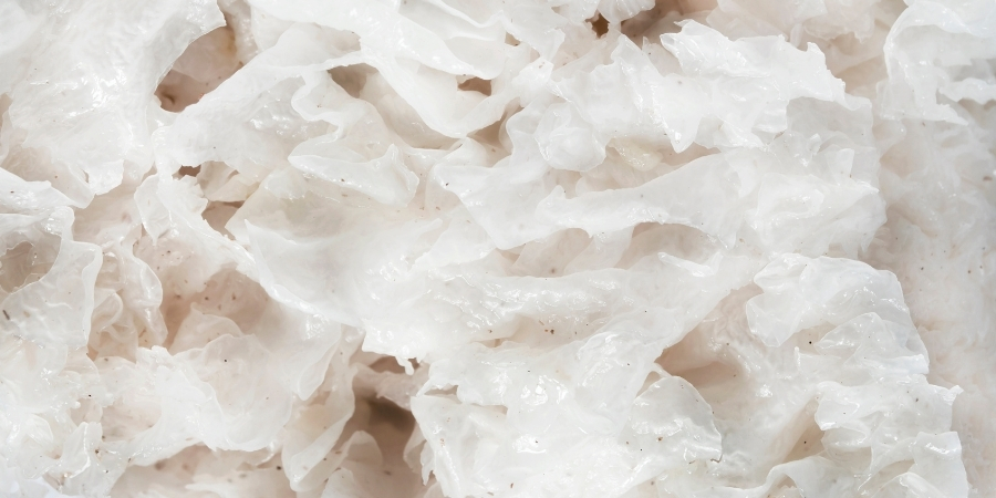 Tremella Fuciformis Sporocarp Extract Tremella Fuciformis Sporocarp Extract