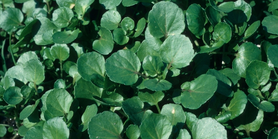 Watercress Extract 