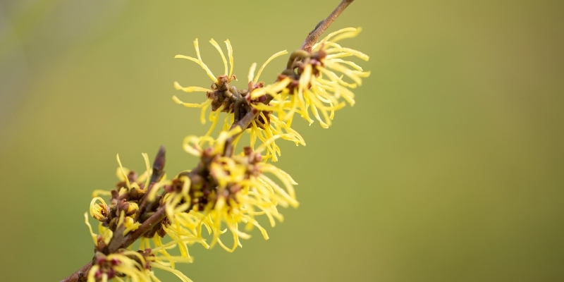 Witch Hazel