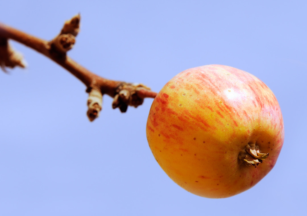 Apple Fruit Stem Cell Extract Apple Stem Cells