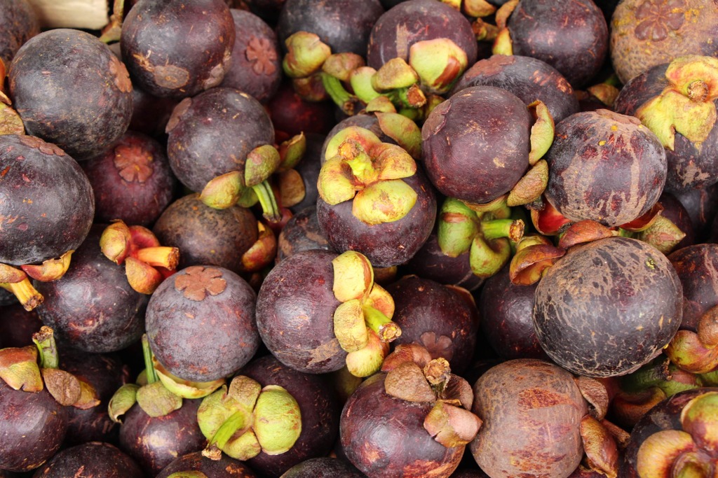 Mangosteen Extract