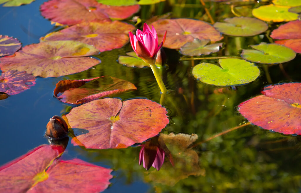 Lily flower in water